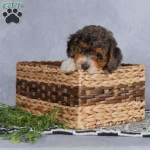 Buddy, Miniature Poodle Puppy